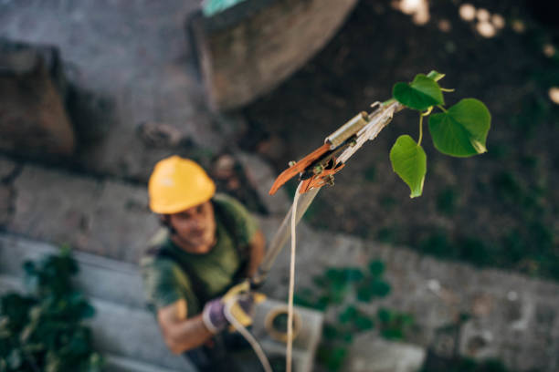 The Steps Involved in Our Tree Care Process in Highspire, PA